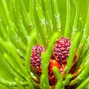 Alpha Pinene