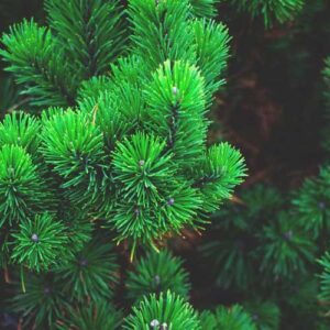 Beta Pinene