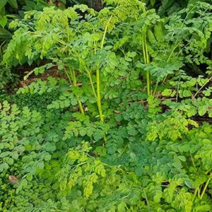 Moringa Leaves Extracts