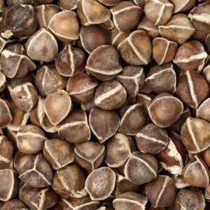 Moringa Seeds